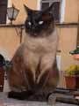 Pienza-Katze.jpg (2072 Byte)